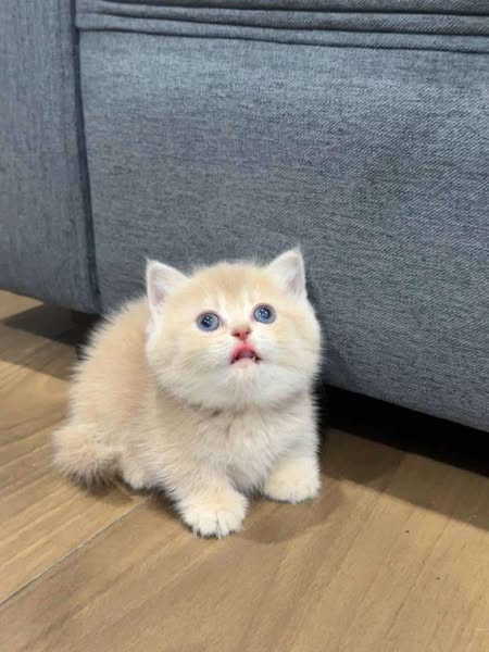 Munchkin