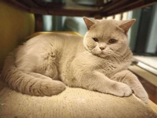 British Shorthair