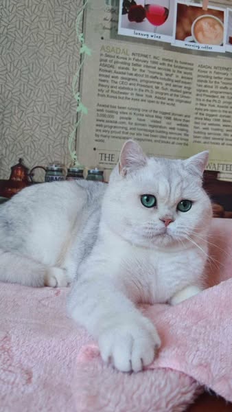 British Shorthair