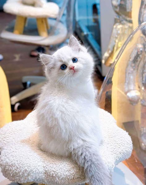 Ragdoll