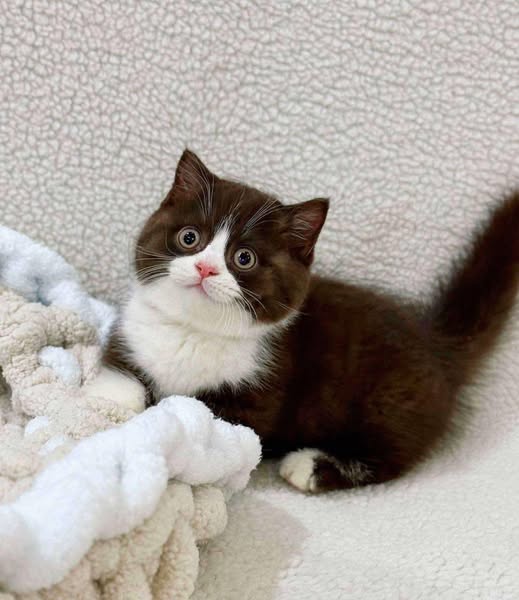 Munchkin