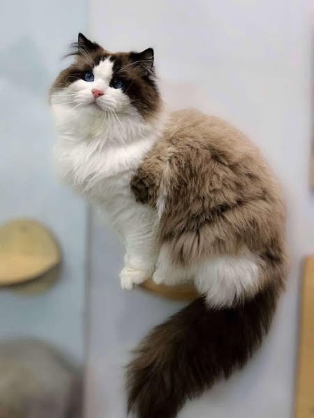 Ragdoll