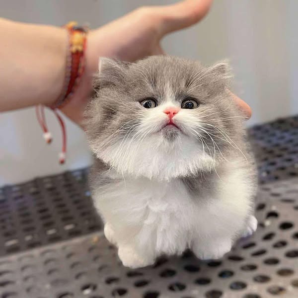 Munchkin Longhair