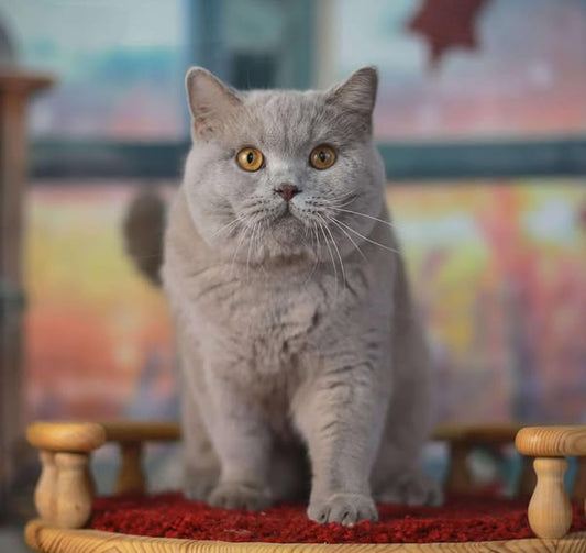 British Shorthair