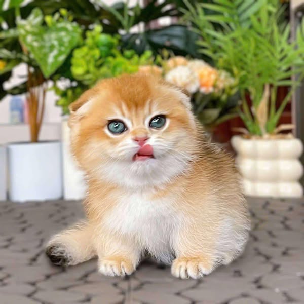Munchkin Fold