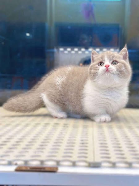 Munchkin
