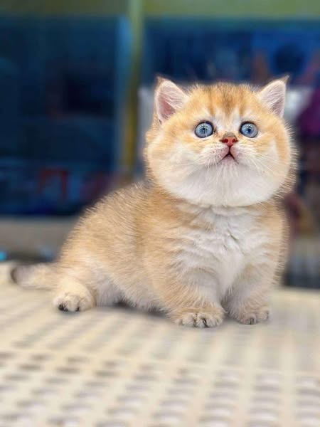 Munchkin
