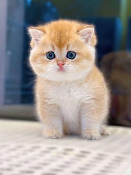 British Shorthair