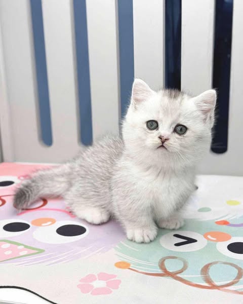Munchkin