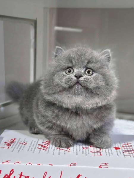 Munchkin Longhair