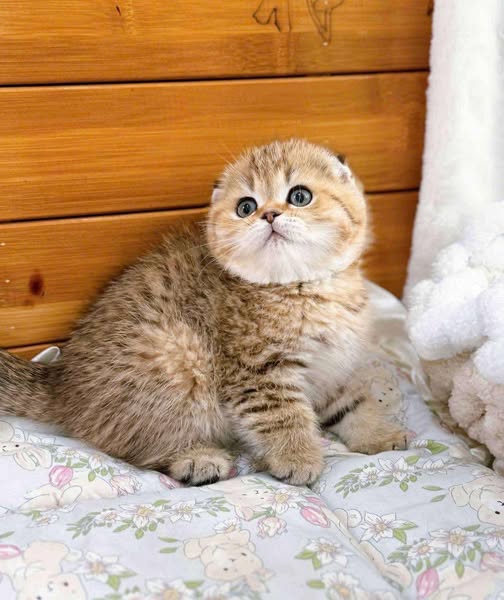 Scottish Fold