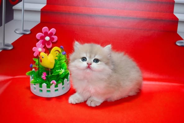 British Longhair