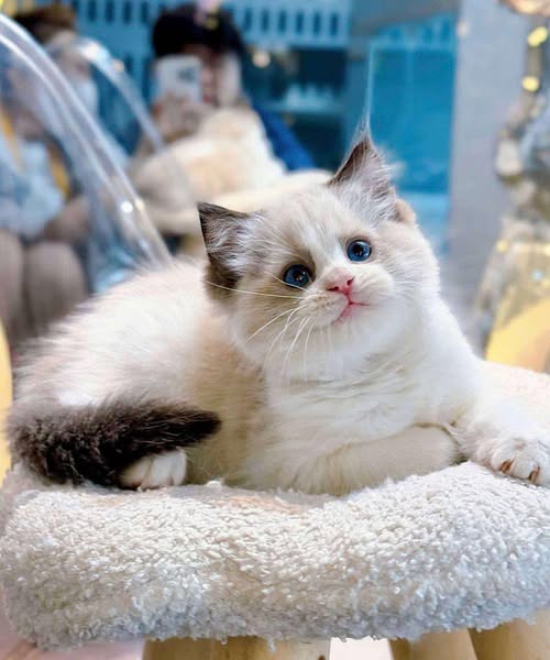 Ragdoll
