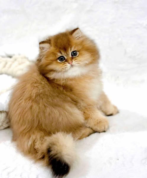 Scottish Fold Longhair