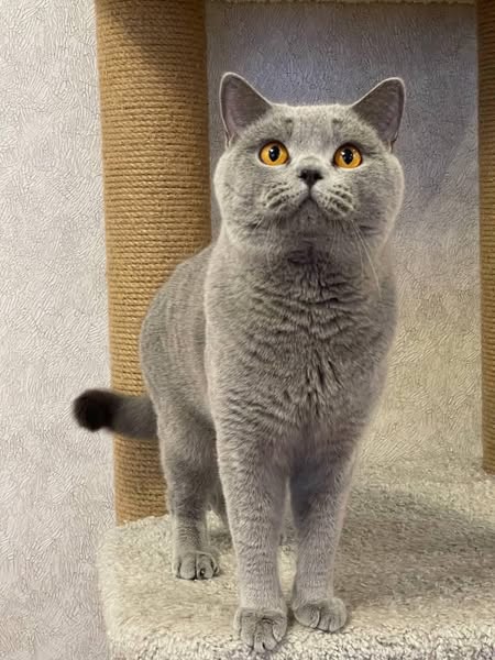 British Shorthair