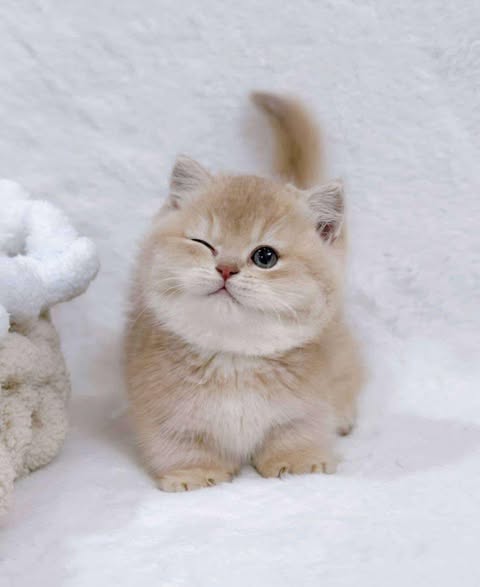 Munchkin