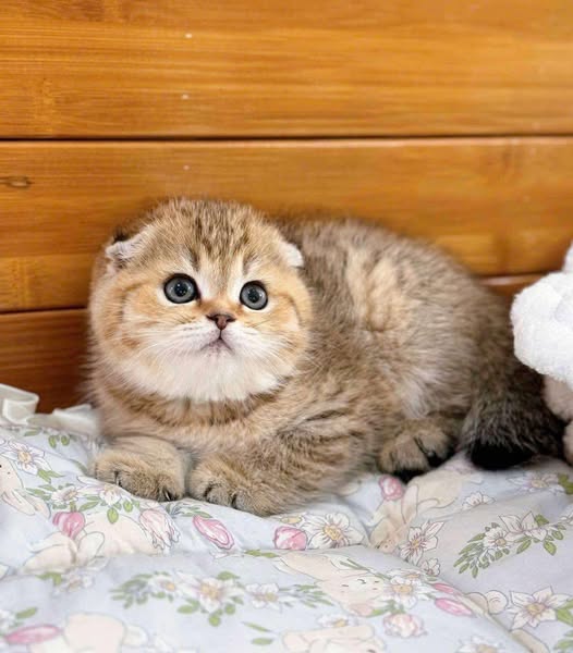 Scottish Fold