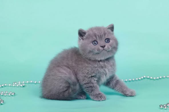 British Shorthair