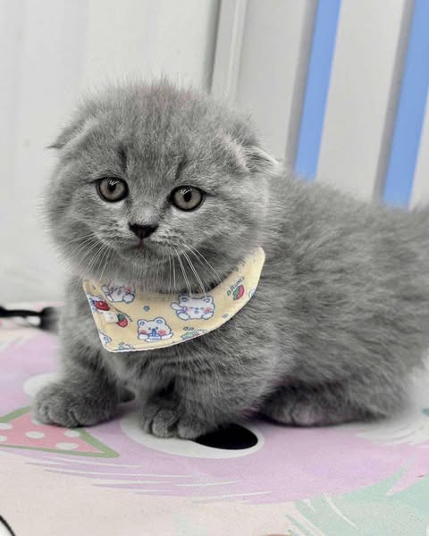 Munchkin Fold