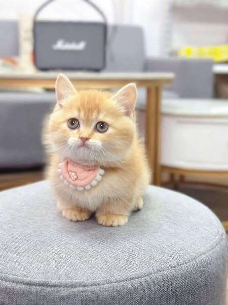 Munchkin