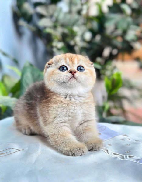 Scottish Fold