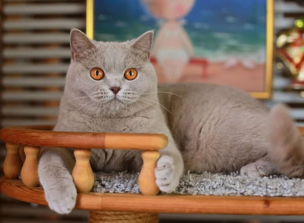 British Shorthair