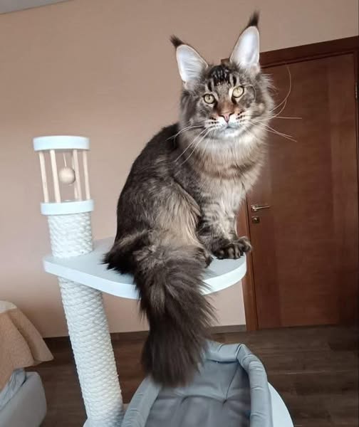 Maine Coon
