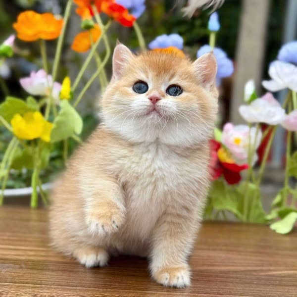 British Shorthair