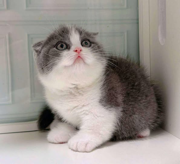 Munchkin Fold