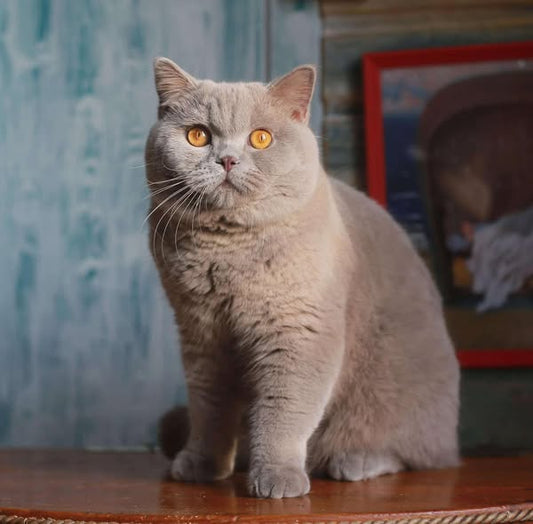 British Shorthair