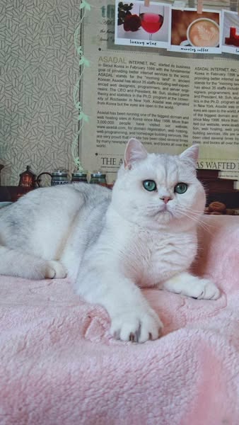 British Shorthair