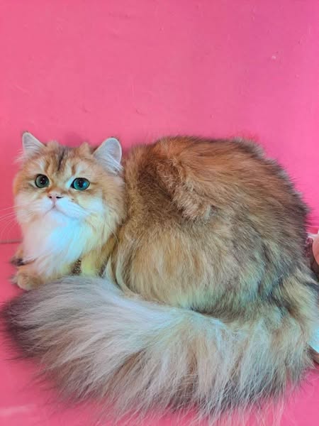 British Longhair