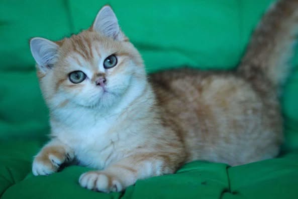 British Shorthair