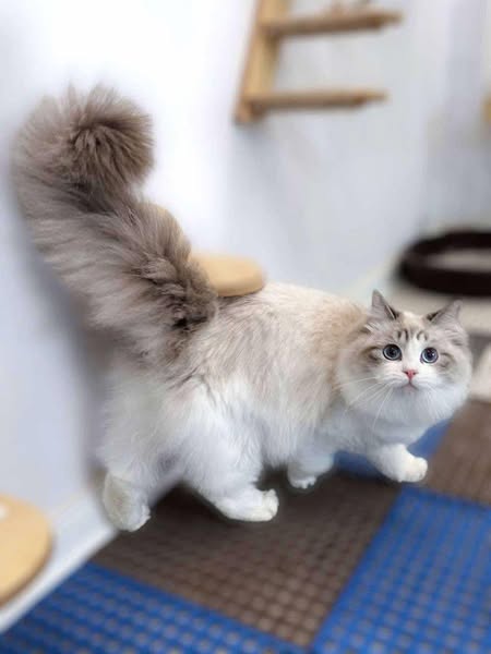 Ragdoll