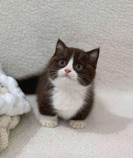 Munchkin