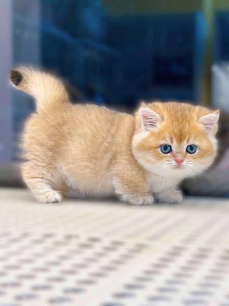 Munchkin