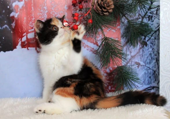 Exotic Shorthair