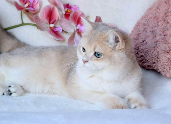 British Shorthair