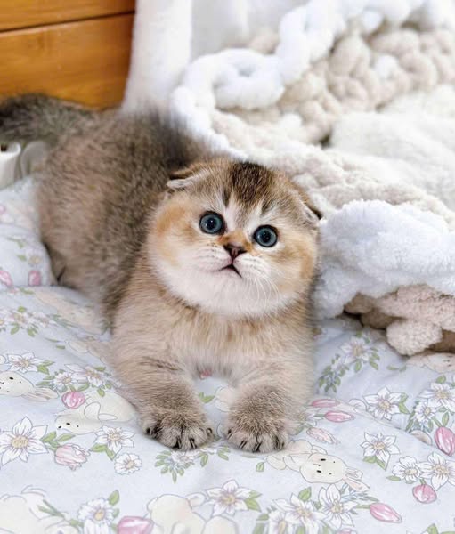 Scottish Fold