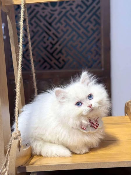 Munchkin Longhair