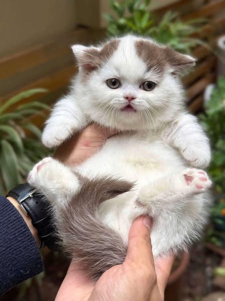 Munchkin