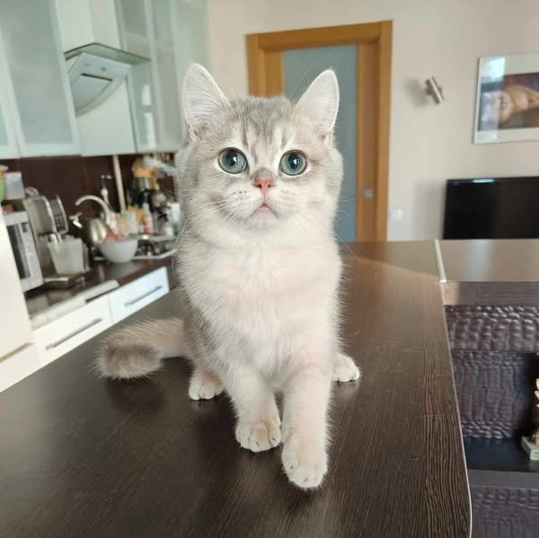 British Shorthair