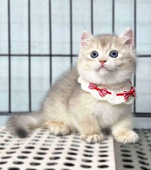 Munchkin