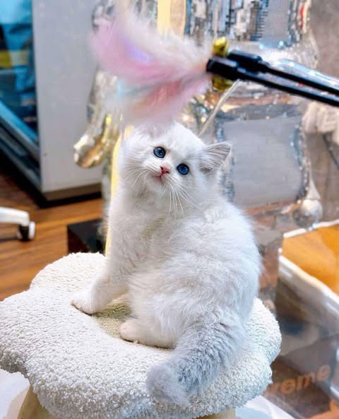 Ragdoll