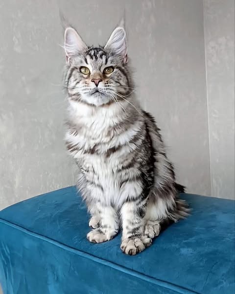 Maine Coon