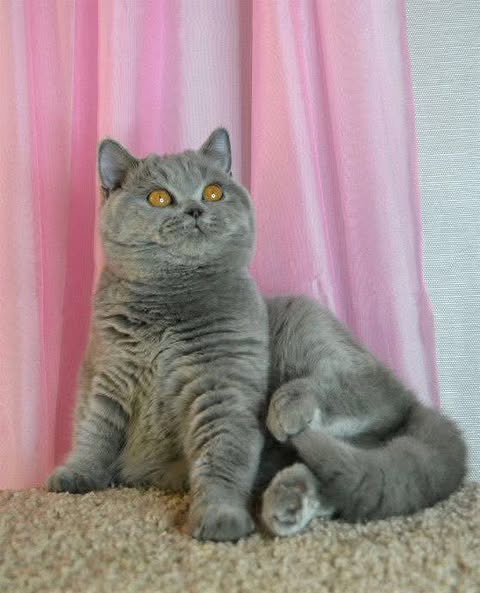 British Shorthair