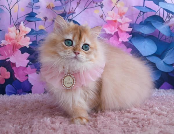 British Longhair
