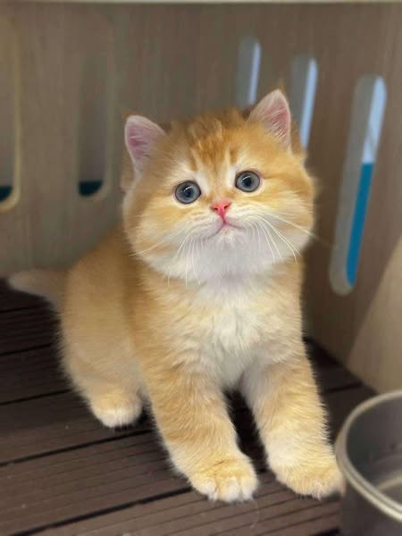 British Shorthair