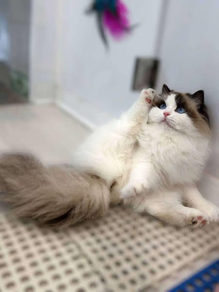 Ragdoll