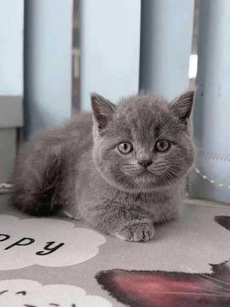 Munchkin